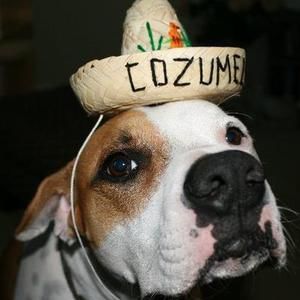 Meet your Posher, Dennis